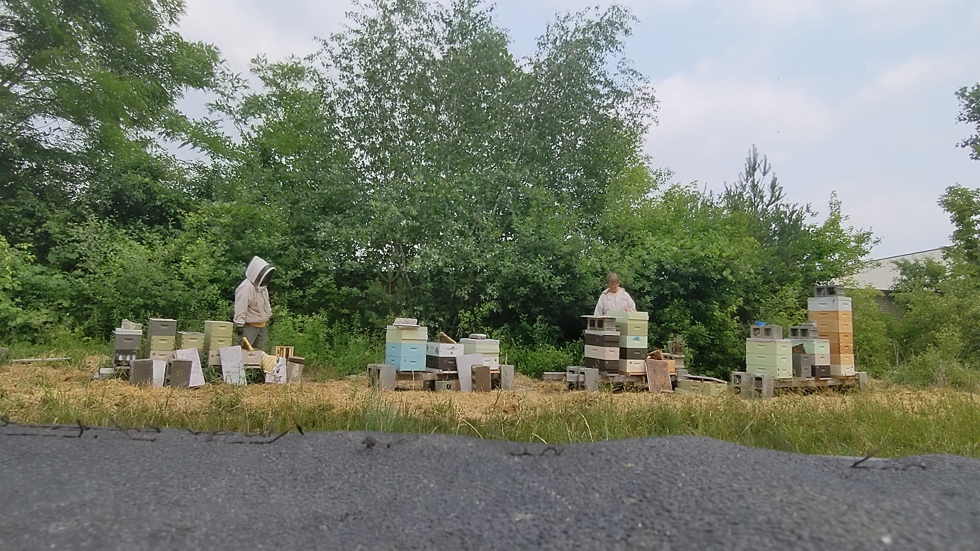 Why I Got Into Raising Resistant Bees