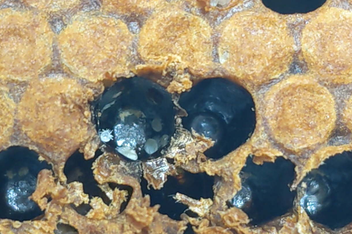 Using Monitoring Data for Better Bee Selection