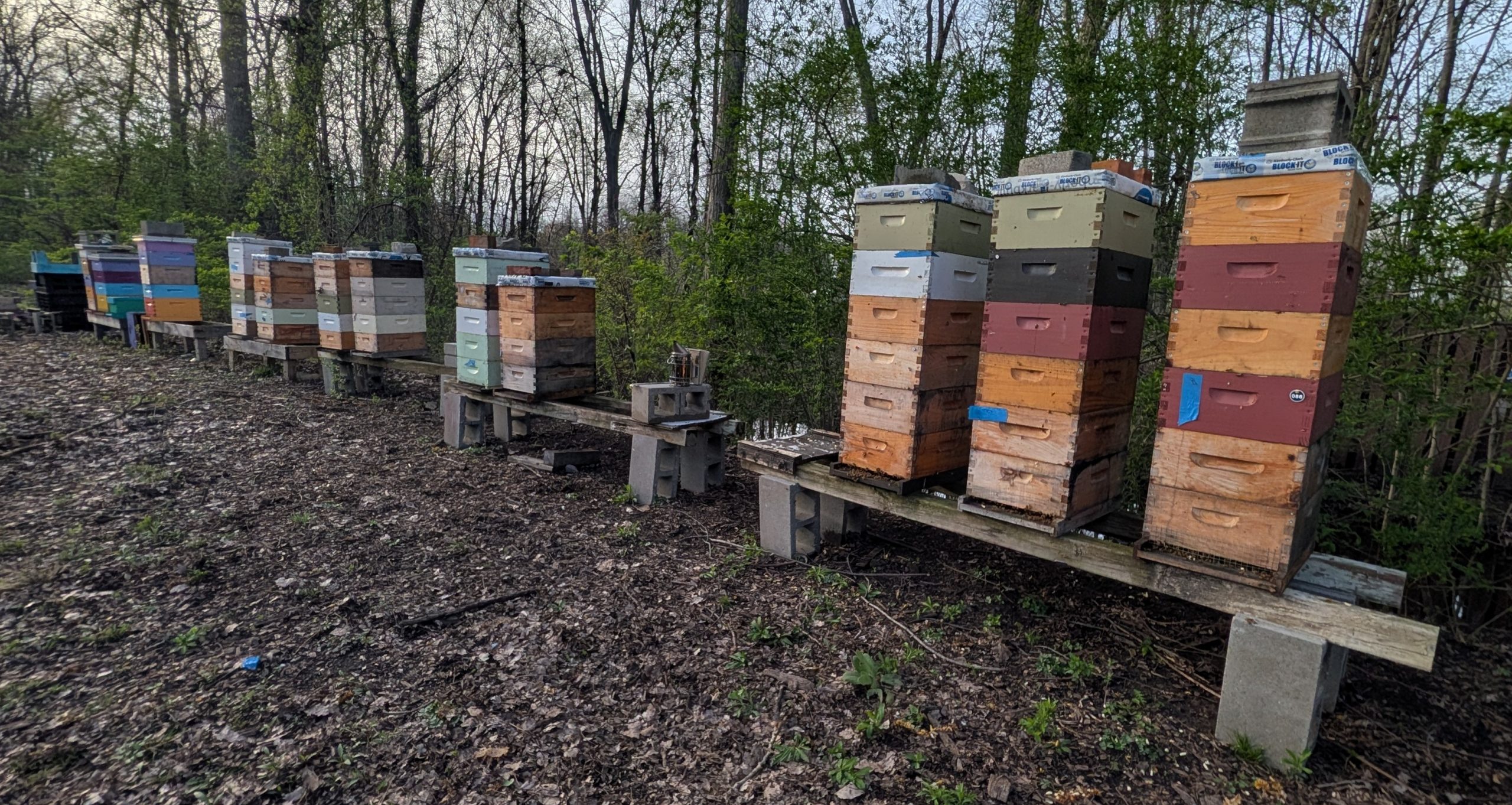 You Do Not Need Hundreds of Hives to Breed Better Bees